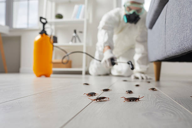 Commercial Rodent Management in Aliso Viejo